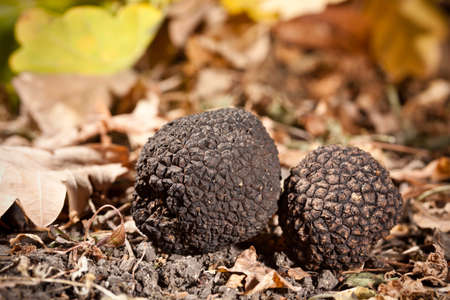 Black truffles tuber on leavesの写真素材