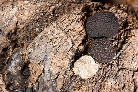 Black truffles tuber on crustの写真素材
