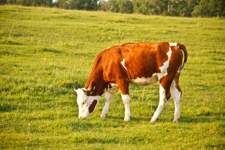 Cow eating green grass on a meadow