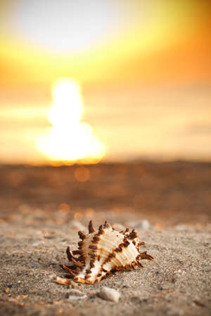 Shell on sunset sea sand beach の写真素材