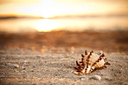 Shell on the beach at sunrise/sunset