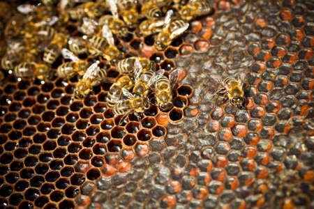 Bees convert nectar into honey 