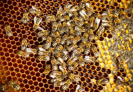 Bees eating honey on honeycomb
