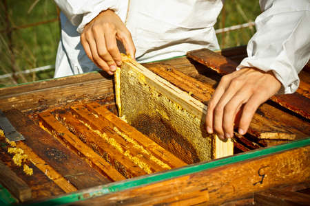 Worker bees on honeycomb, outdoor shotの写真素材