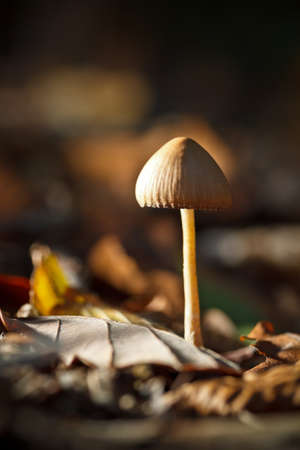 Wild mushrooms growing in a forest の写真素材