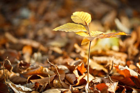 Little european beech tree on autumn forest