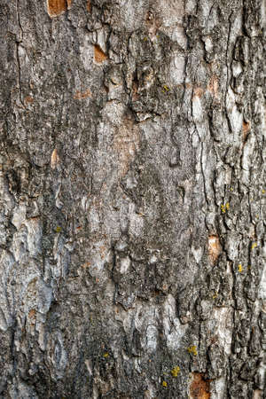 Detail closeup shot of a tree bark