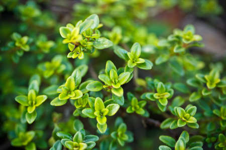 Close-up of fresh green foliageの写真素材