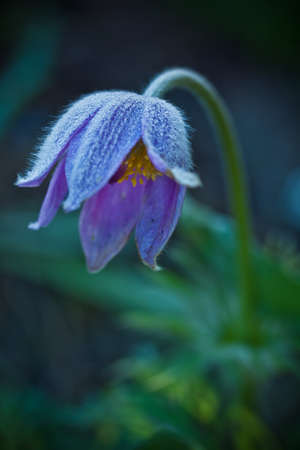 Wild blue flower outdoors shot