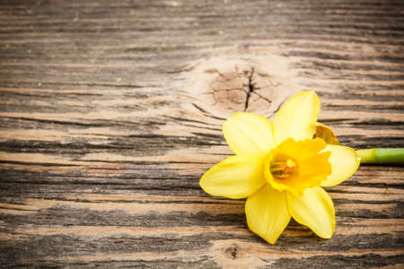 Yellow daffodil on rustic wooden backgroundの写真素材