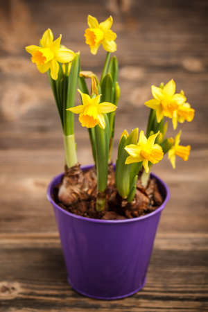 Daffodils in violet flower pot on wooden backgroundの写真素材