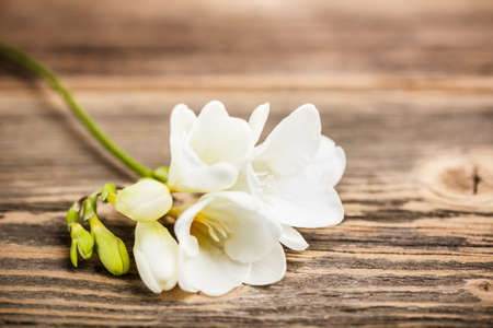 Beautiful freesia flower on rustic wooden tableの写真素材