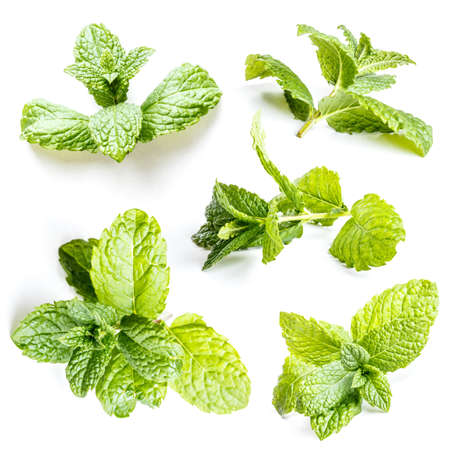 Set of mint leaves on white