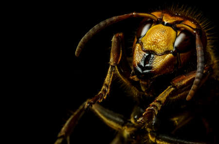 Ultra macro of hornet head with antennasの写真素材