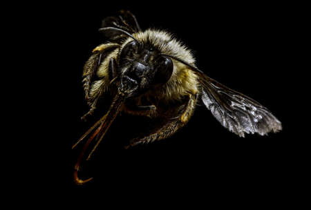 Bumblebee against a black backgroundの写真素材