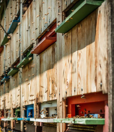 Honey bee hives outdoor shot