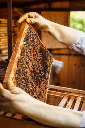 Honeycomb with bees and honey の写真素材