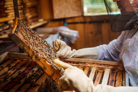 The beekeeper has control over a framework with honey の写真素材