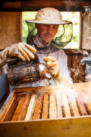 Beekeeper working in his apiary の写真素材
