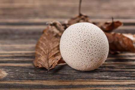 Common puffball on old wooden backgroundの写真素材