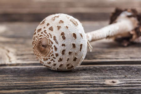 Parasol mushroom on old wooden backgroundの写真素材