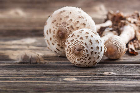 Parasol mushrooms on old wooden backgroundの写真素材