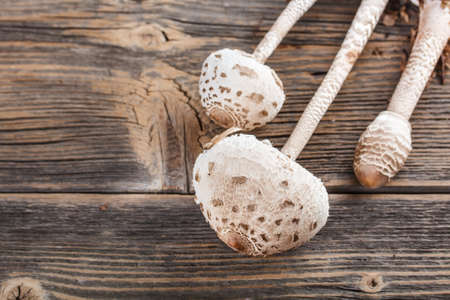Parasol mushrooms on old wooden background