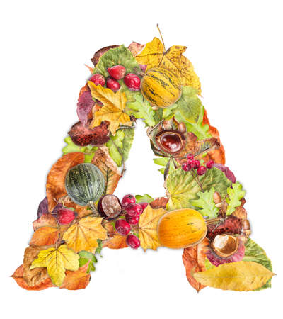 Letter A made of autumn colored leaves isolated on white backgroundの写真素材