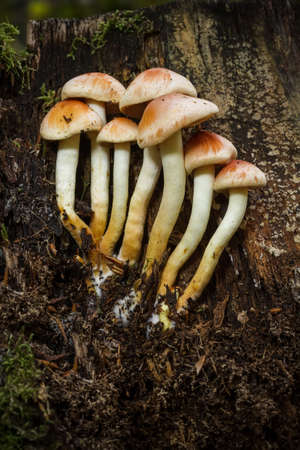 Sulphur Tuft fungus growing on an old mossy tree stumpの写真素材