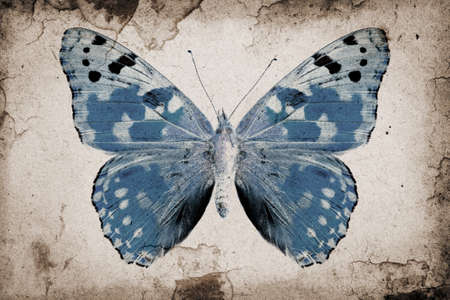 Grunge background with blue butterfly の写真素材