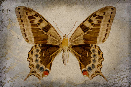 Grunge background with papilio machaonの写真素材