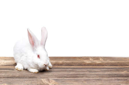 White rabbit with red eyes on wooden board