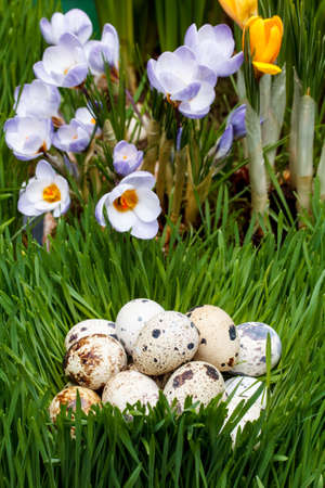 Heap of quail eggs on a green grass 