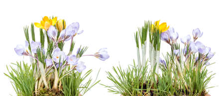  Crocus spring flowers, isolated on white の写真素材