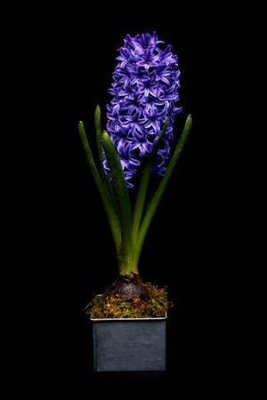 Beautiful blue hyacinth isolated on a black background の写真素材