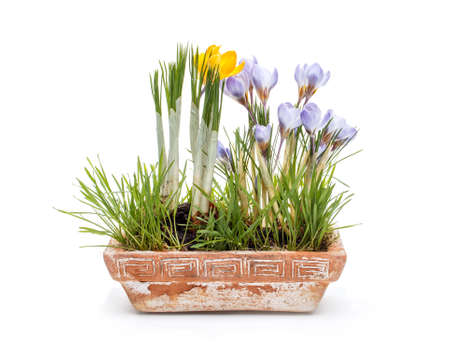 Spring crocuses flowers in clay pot on white backgroundの写真素材
