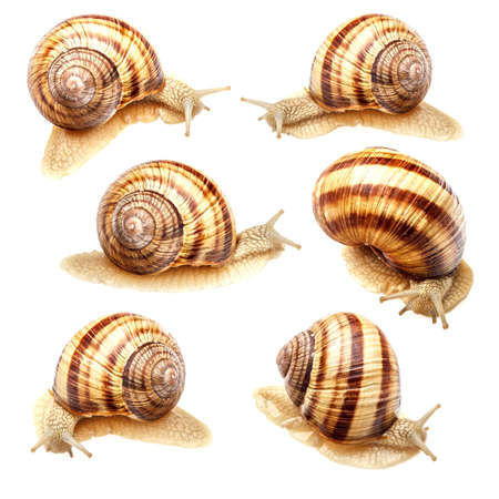 Group of garden snail isolated on white backgroundの写真素材