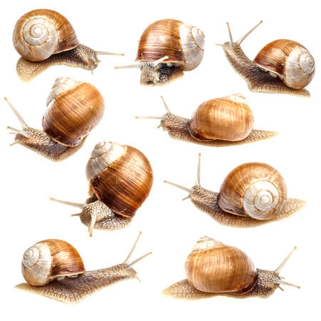 Animal set, snail collection isolated on whiteの写真素材