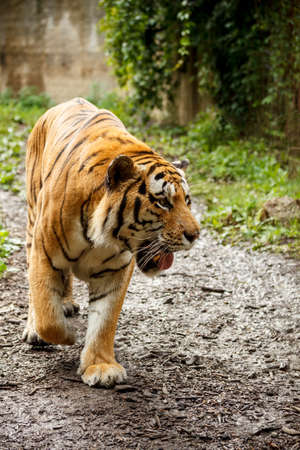 Young bengal tiger walking in zoo area