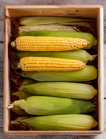 Top view of fresh raw corn cobsの写真素材