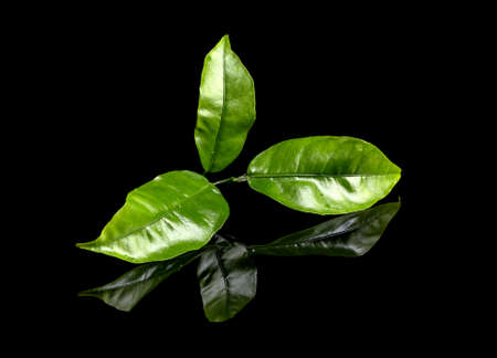 Tea leaves on a black backgroundの写真素材