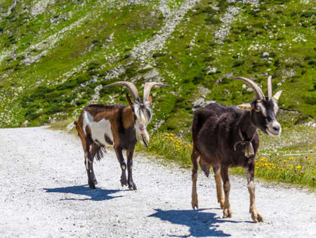 Two goats on a mountain pathの写真素材
