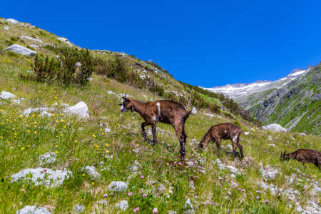 Goat on a summer pastureの写真素材