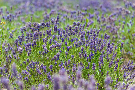 Beautiful landscape of lavender fieldの写真素材