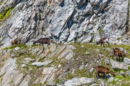 Herd of goats in rocky alpine habitatの写真素材