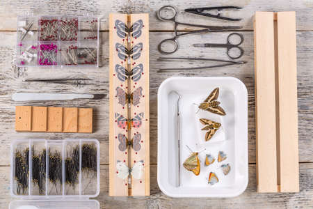 Butterflies and tools used to preserveの写真素材