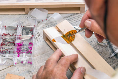 Pinning wild butterflies for museum displayの写真素材