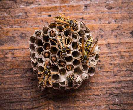 Wasps in comb on rustic wooden boardの写真素材
