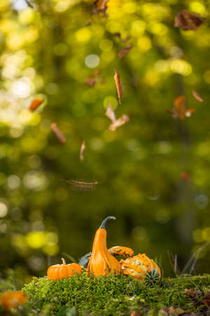 Pumpkins in autumn leaves, outdoor shotの写真素材