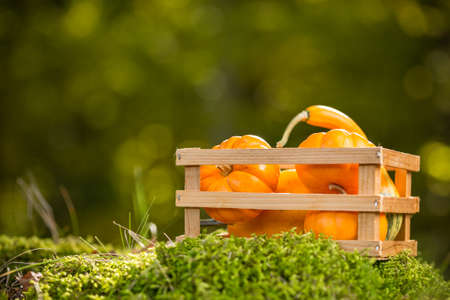 Small ornamental pumpkins in crateの写真素材